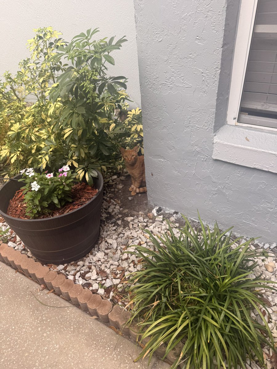 RitaForFlorida's tweet photo. They totally wanted to be my friend. π€
#catsofcanvassing https://t.co/Q50naGebFX