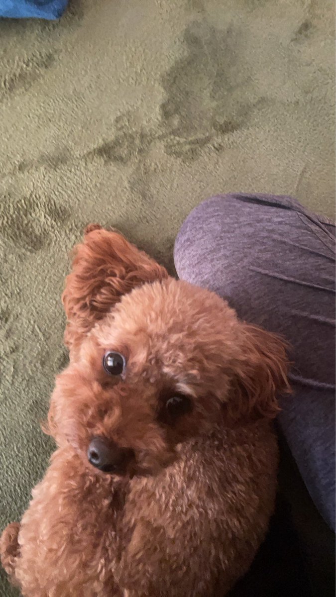 su220ken's tweet photo. おはようございます🐶
今週もよろしくお願いします。
今日も頑張っていきましょう‼️
dbdそろそろ遊んでいきます😆 https://t.co/Qm93K7G70F