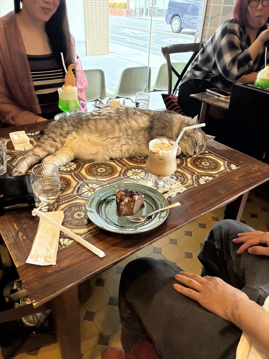 nekobuneko's tweet photo. こんな喫茶店ある？😂

ネコハラが凄い喫茶店☕︎ https://t.co/jCY219k951