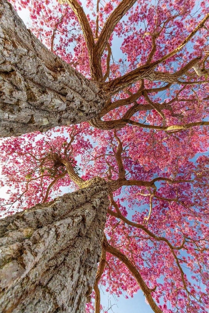 calmlivng's tweet photo. i see beauty everywhere https://t.co/ZoDC6X3tQl