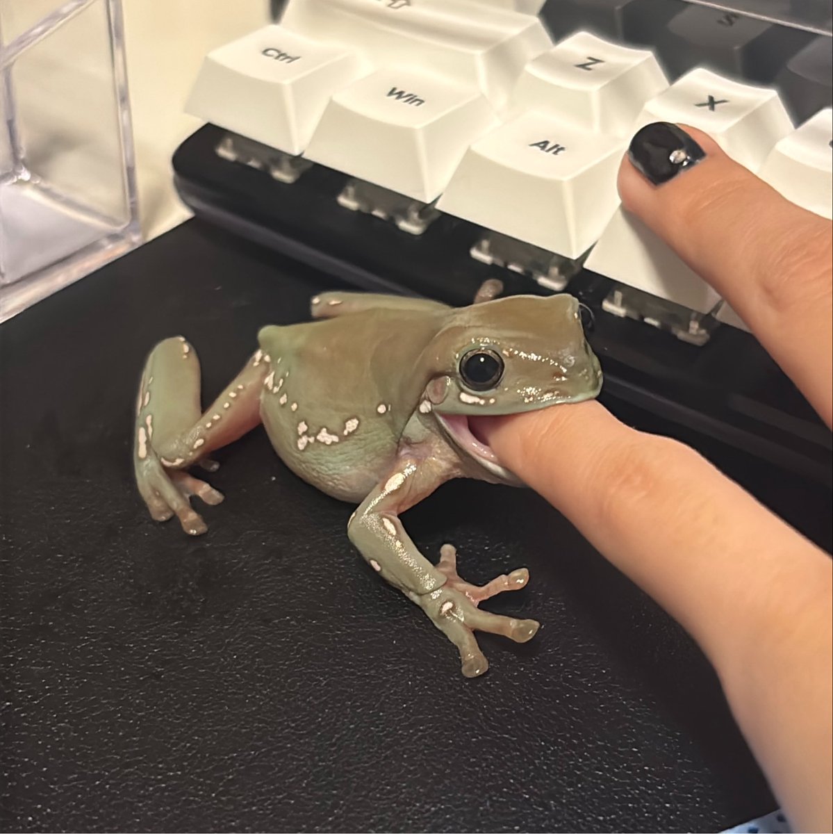 suiath_frog's tweet photo. @bunntaso ごあいさつ https://t.co/efFjuzEQUJ