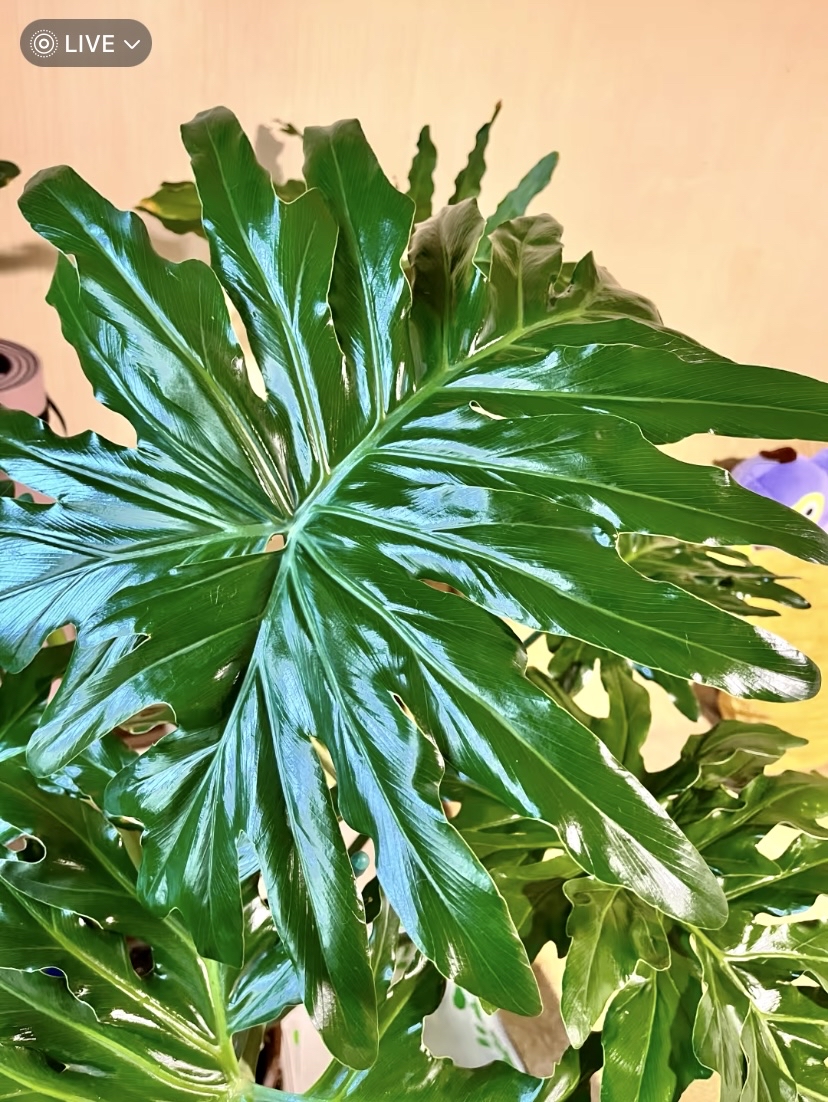 JodiWeikj0's tweet photo. Plant parent pro tip: Wipe your pothos leaves with a damp microfiber cloth monthly to remove dust and boost photosynthesis—your green buddy will thank you! ， https://t.co/wdJr9QK5mS