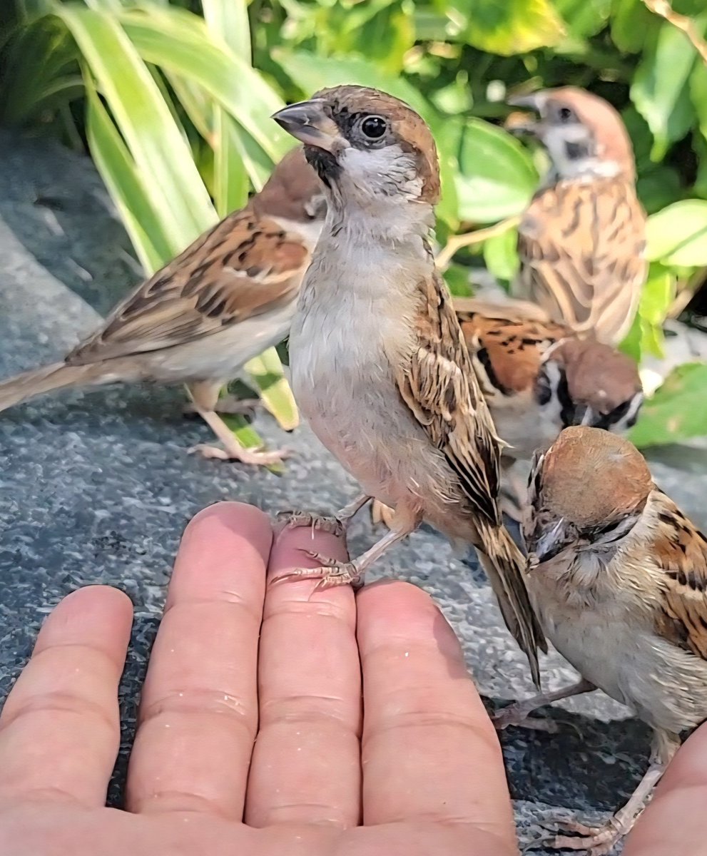 ピピピ tweet media