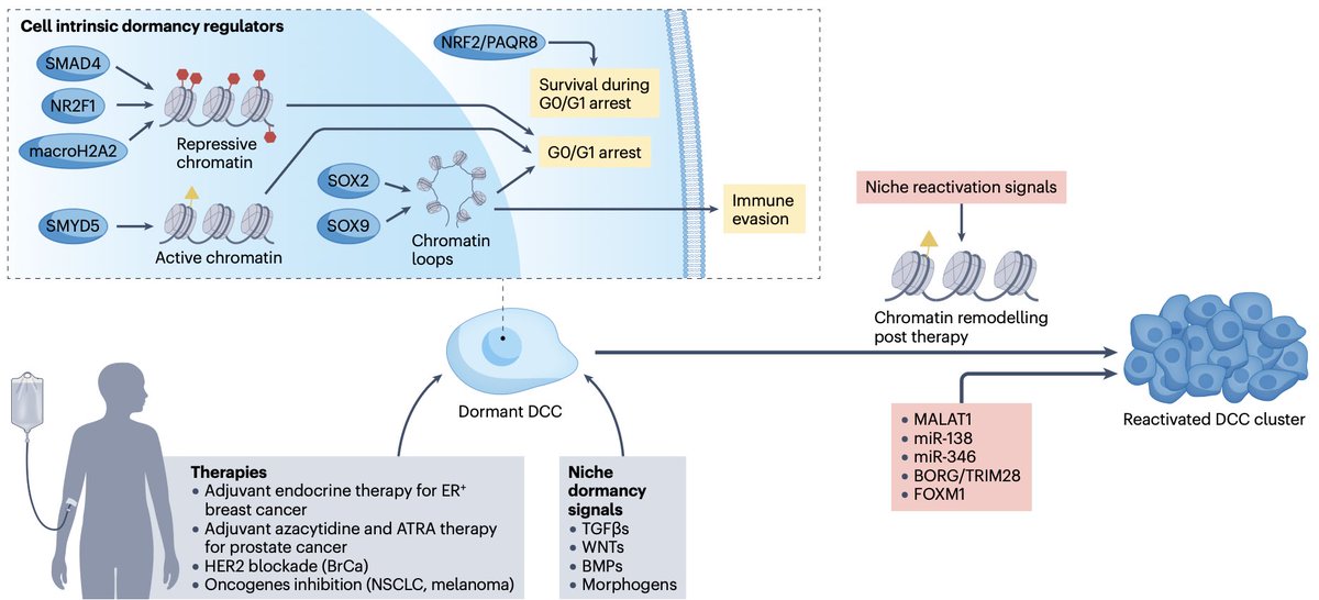 diegoadiazg's tweet photo. 🚨 Cancer dormancy and metastasis.

Dormant disseminated cancer cells can evade immune surveillance and reactivate years later, driving metastatic relapse. 
Understanding dormancy biology may enable biomarkers and therapies that prevent recurrence before metastases develop.

📖 @NatureRevCancer
DOI 👉🏻 https://t.co/qkjbkhfZsc

#CánCare #oncology #metastasis #cancerdormancy
