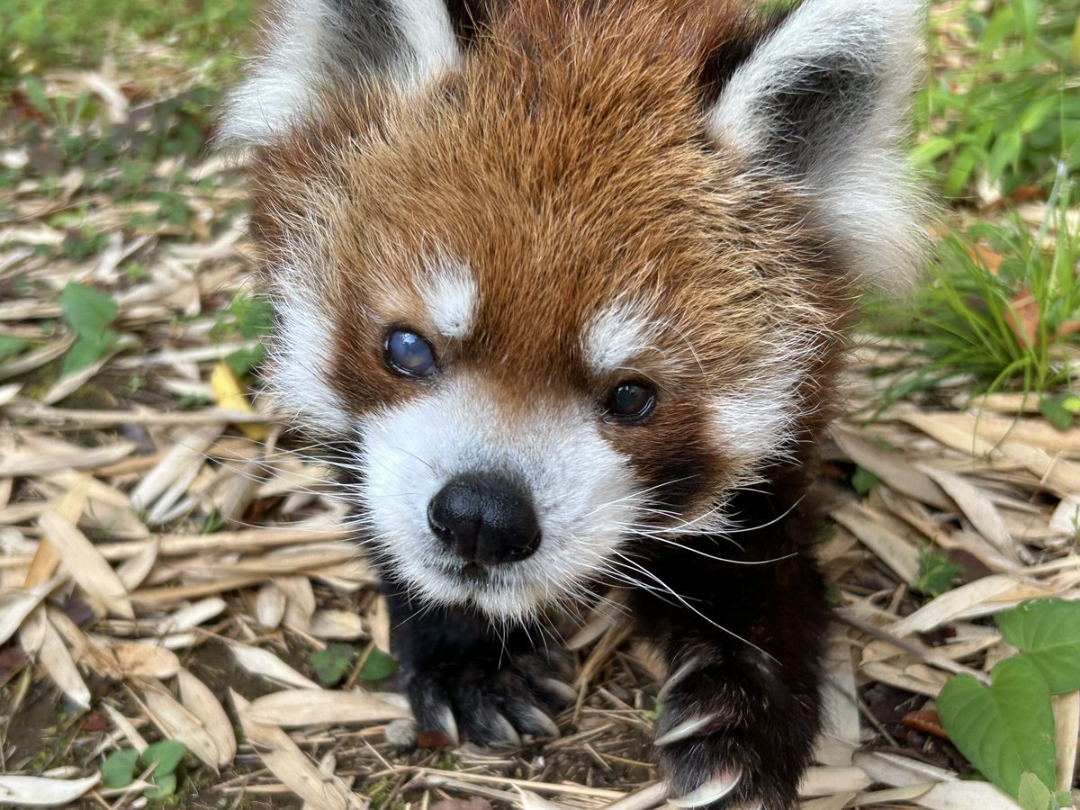 ChibaZoo's tweet photo. ずん！ずん！ずん！ずん！風太の親分！（飼1）
#千葉市動物公園　
#レッサーパンダ　
#風太　
#真夏は展示をお休みしています https://t.co/7C7R7Er3QD