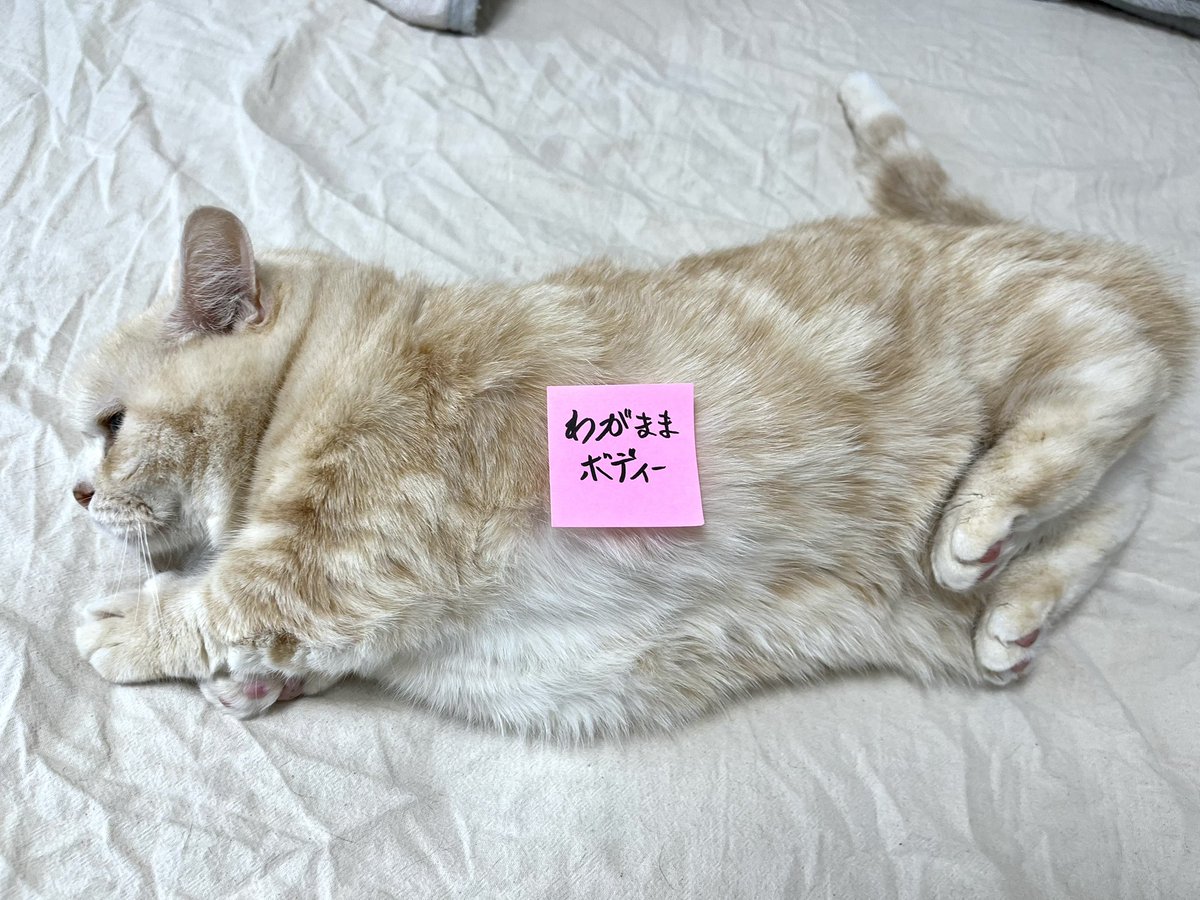 marshallizm9's tweet photo. まるで別人のプロポーション https://t.co/efiHVILv6R