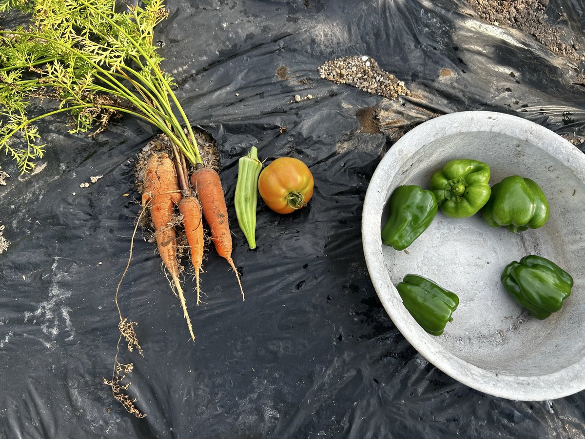 H8yBmvp's tweet photo. 今日の収穫🍅🥕🫑

トマト初収穫です。
獣被害にもあいましたが採れて良かった〜🙄

#トマト
#オクラ
#ピーマン
#ニンジン
#家庭菜園
#収穫 https://t.co/n8I09tVAcJ