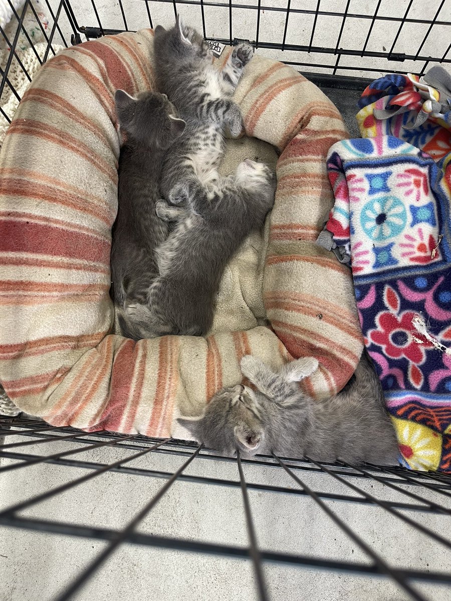dvynsky's tweet photo. SLEEPY COMFY BABIESSSSSSS https://t.co/FFIDoj7lVD