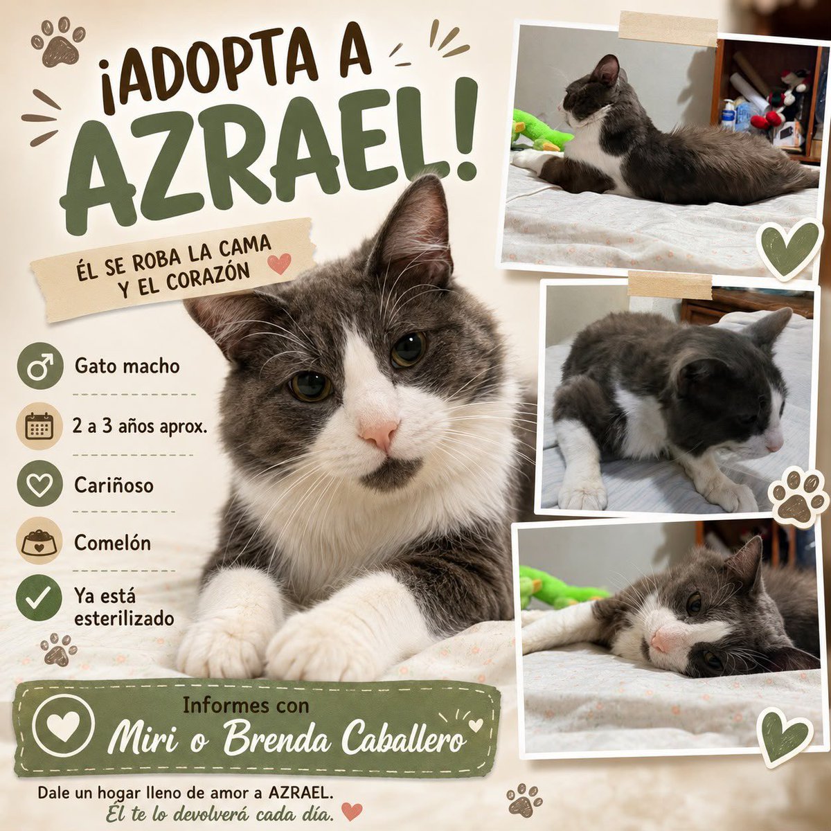 Ydlan's tweet photo. Me ayudan a compartir, busca hogar en #Xalapa #Veracruz @angiemaycolunga https://t.co/MD1p0bvA1T