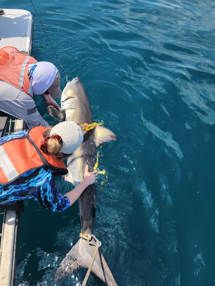 maracoos's tweet photo. Happy #SharkWeek! 

Did you know sharks can can help collect important oceanographic data to improve hurricane forecasting? Learn more https://t.co/5AE2nPVpdX and be sure to catch MARACOOS partner and @MarineBioTrack Lead @drneilhammer tonight at 10pm ET on @SharkWeek. https://t.co/zpP6s06vEI