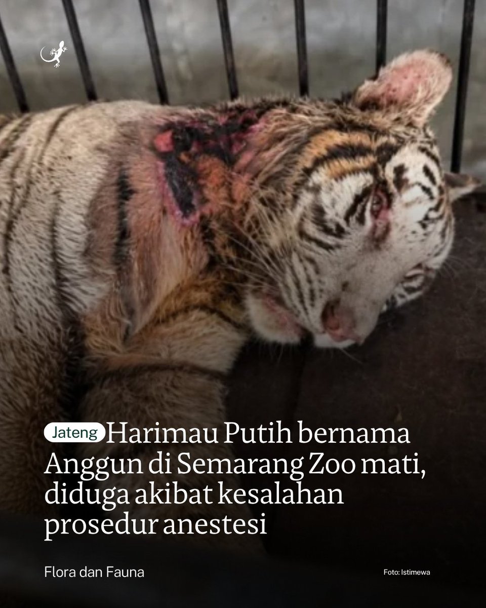 MongabayID's tweet photo. Kematian harimau putih bernama Anggun, salah satu satwa ikonik Semarang Zoo, menjadi sorotan publik setelah ramai diperbincangkan di media sosial. https://t.co/ab4u7FaNJN