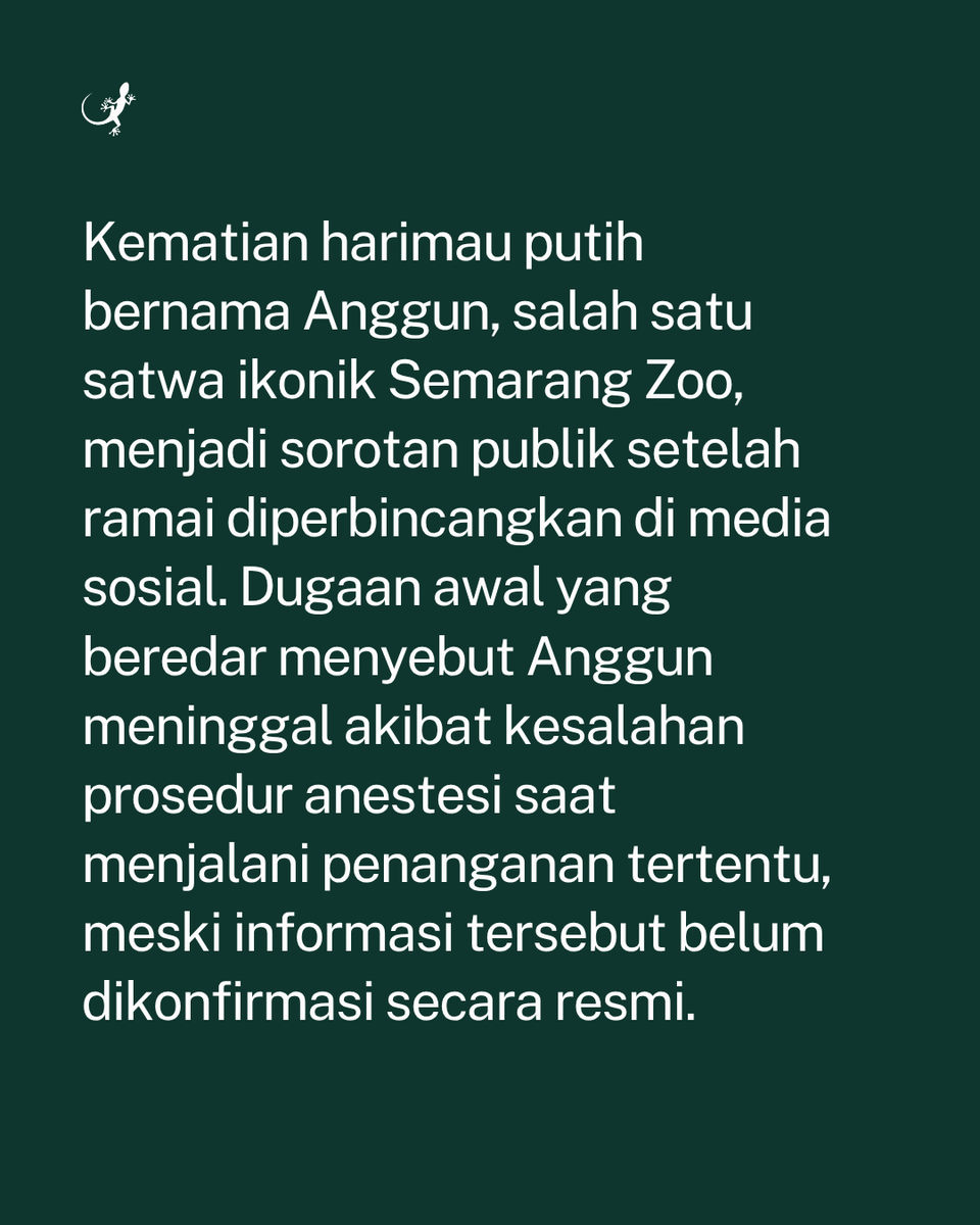 MongabayID's tweet photo. Kematian harimau putih bernama Anggun, salah satu satwa ikonik Semarang Zoo, menjadi sorotan publik setelah ramai diperbincangkan di media sosial. https://t.co/ab4u7FaNJN