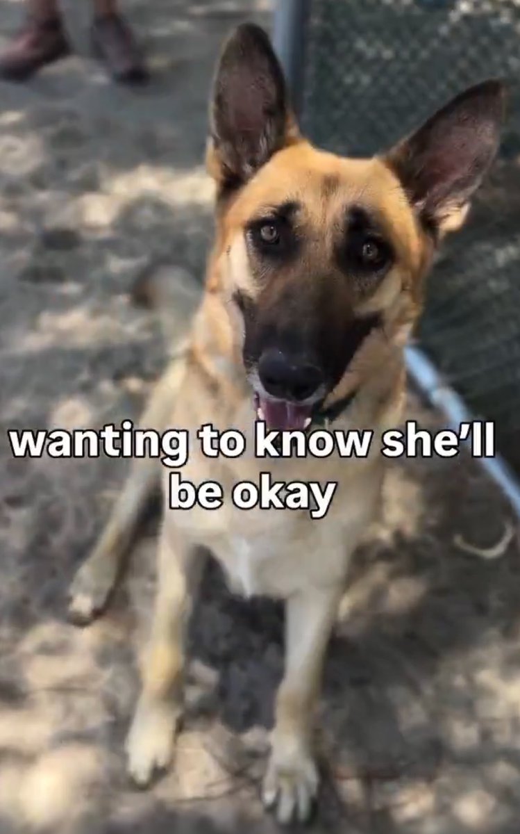 LilaFlw's tweet photo. Boo is pure gentle sweetness, loyalty, &amp; love 💚 Her kiIIshelter is so overcapacity that she’s kenneled w FOUR other🐶! There will be lots of EUTH to “make room”😭

Please adopt, foster (free!), pledge to support Boo getting rescued, &amp; share to help Boo get seen🙏🏽

all info👇 https://t.co/Js3NZJXwKO