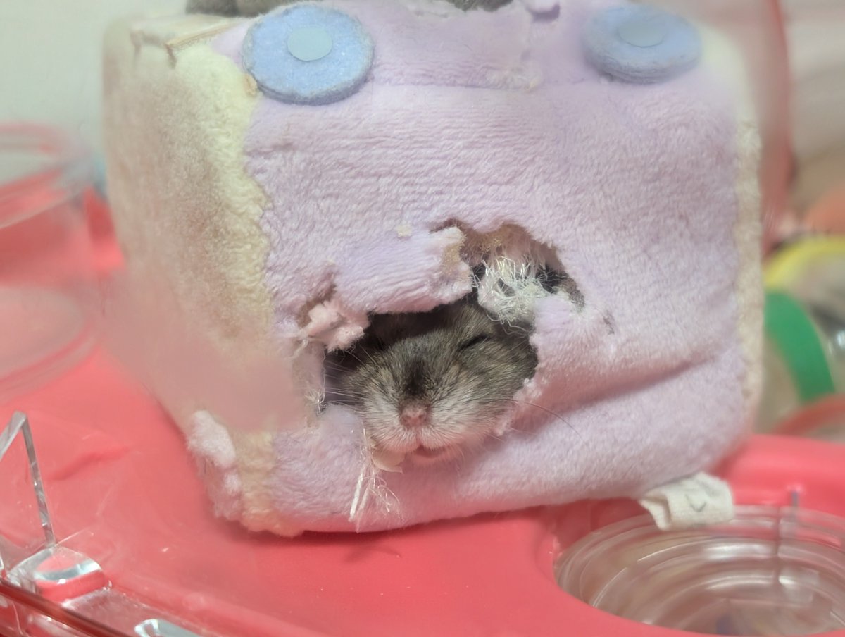 yooooky1's tweet photo. 夏バテ気味の我が家の #ハムスター🐹
自分で作った穴から顔を出してスヤスヤ寝ていました💗 https://t.co/RoAvPPDRPH