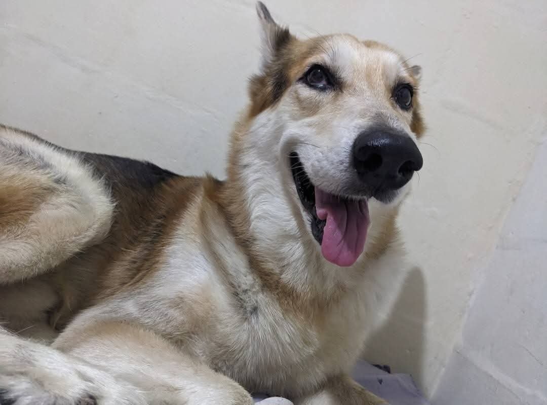 lyssitta's tweet photo. SERVICIO SOCIAL✅️
#SEBUSCAN 📣
#EXTRAVIADOS ‼️

Busco a mis perros se extraviaron  el día de hoy 26 de Julio del 2026 al rededor de las 5am no llevan collar.  
Son pastor alemán , raza grande. Uno es de color café con negro responde al nombre de Zeus , el otro es blanco responde al nombre de Togo.
Por favor si alguien los ha visto me pueden llamar al número 70439865 .
Fueron vistos por última vez en la Residencial Miramundo de Apopa 
(Se ofrece gratificación a quien lo entregue)