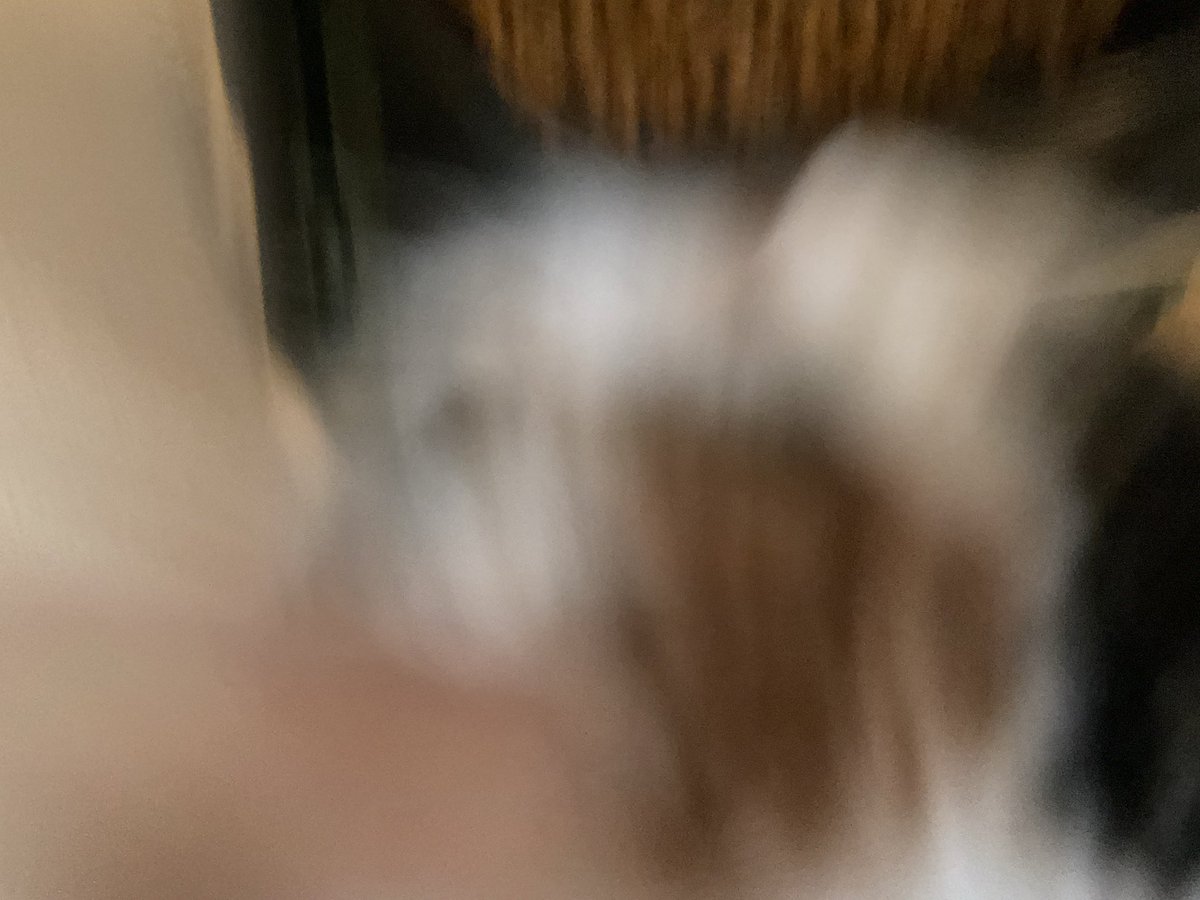 sijinomix0343's tweet photo. 朝ねこ https://t.co/ALpNOVlZka