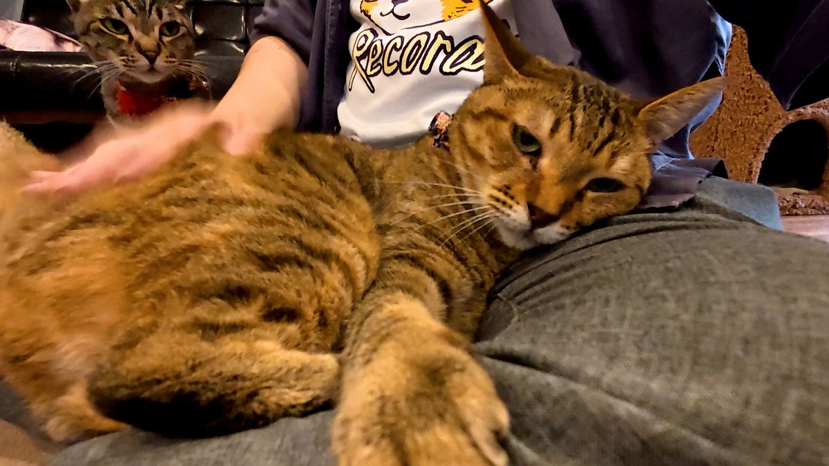 horiman2993's tweet photo. https://t.co/ezQ2TNJk1R
保護猫カフェ森のねこ舎にいる麦わら猫のわらびちゃんは人懐っこいのですがこの日は撫でると距離を取っていました
ですが急に膝乗りで甘えてくれました
少しツンデレな美猫に癒されました
＃保護猫 ＃猫カフェ ＃麦わら猫 ＃ツンデレ ＃森のねこ舎 ＃淡路 ＃猫のいる風景 https://t.co/PHGWrLADaR