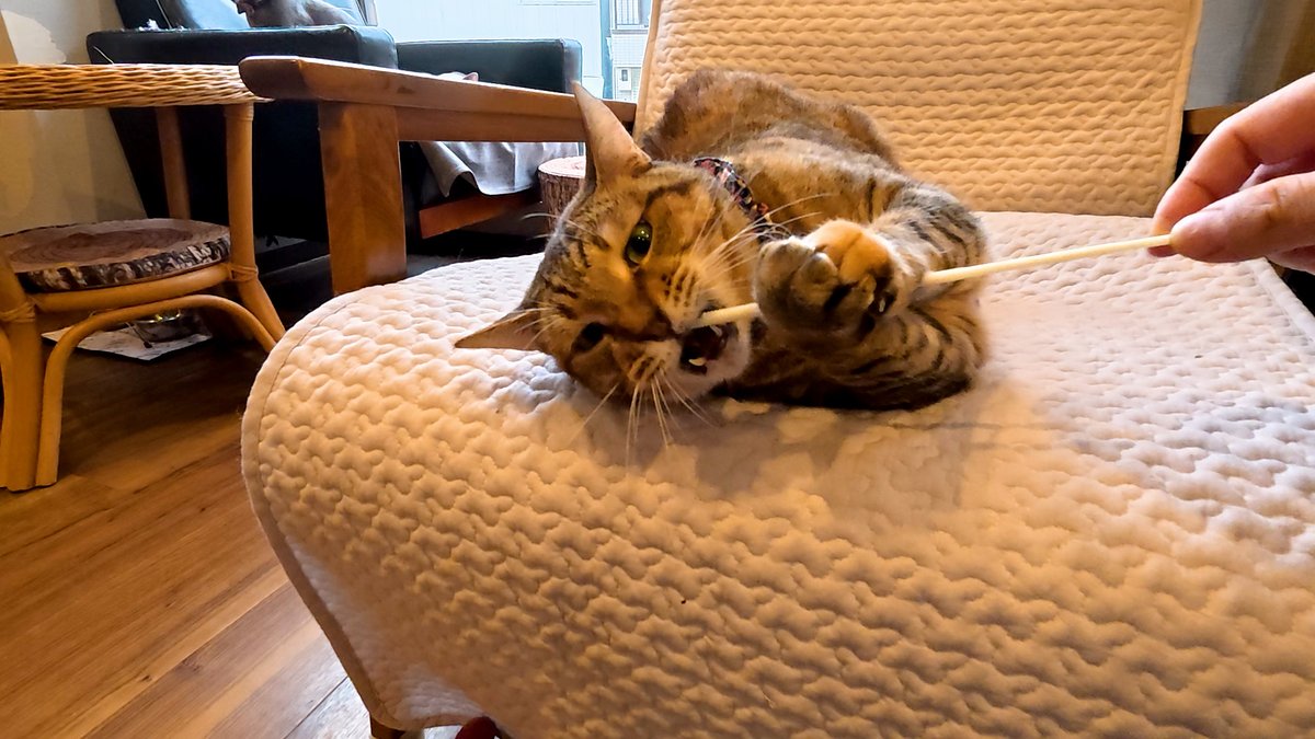 horiman2993's tweet photo. https://t.co/ezQ2TNJk1R
保護猫カフェ森のねこ舎にいる麦わら猫のわらびちゃんは人懐っこいのですがこの日は撫でると距離を取っていました
ですが急に膝乗りで甘えてくれました
少しツンデレな美猫に癒されました
＃保護猫 ＃猫カフェ ＃麦わら猫 ＃ツンデレ ＃森のねこ舎 ＃淡路 ＃猫のいる風景 https://t.co/PHGWrLADaR