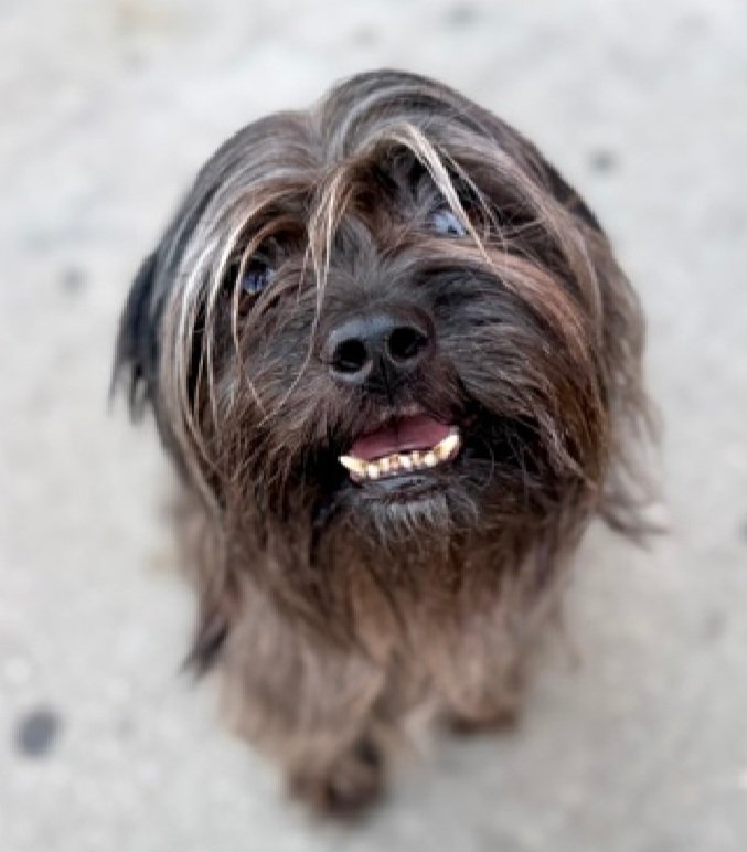 nyc_lilpaws2025's tweet photo. Kobe 259788 has new pics
He is still waiting for his hero
#Pledge4Rescue #foster #adopt https://t.co/dgmGkbu9yh