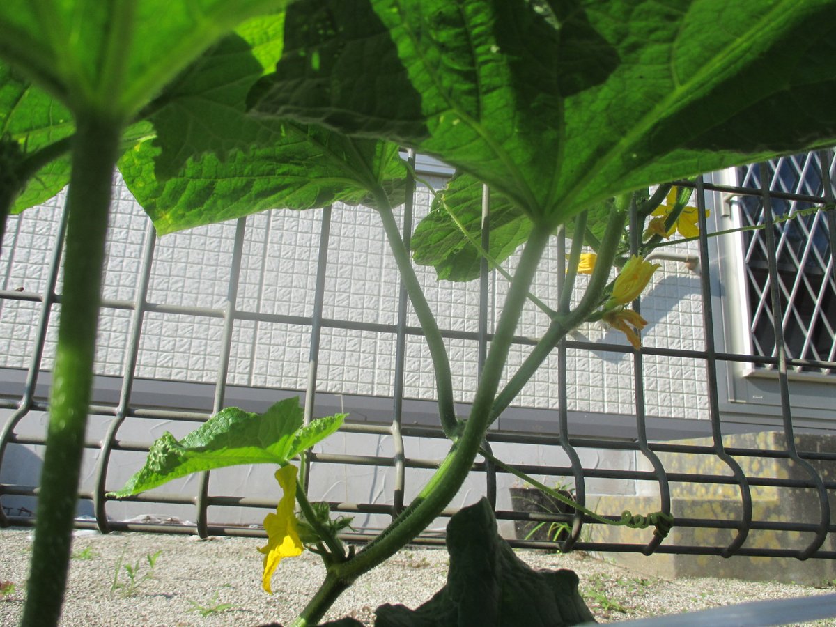 FurutoJP's tweet photo. T担当です。社員からの記事提供です↓↓ 
夏野菜の苗植え付けから2ケ月が経過。
🥒と🍆の収穫が徐々に始まり、毎日の食卓に
並び美味しく頂いております!(^^)!
これからのお世話を楽しみながら、夏野菜の収穫に
望んでいきたいです。  
#古藤工業 #テープ https://t.co/M5n8E9ptn3