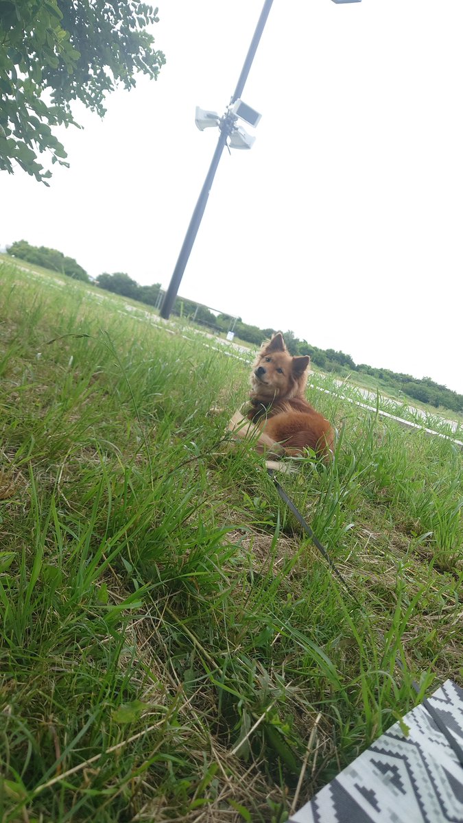 iwa_curl's tweet photo. 休憩中ずっと見張りをしてくれる犬 https://t.co/GsWskmUNFB