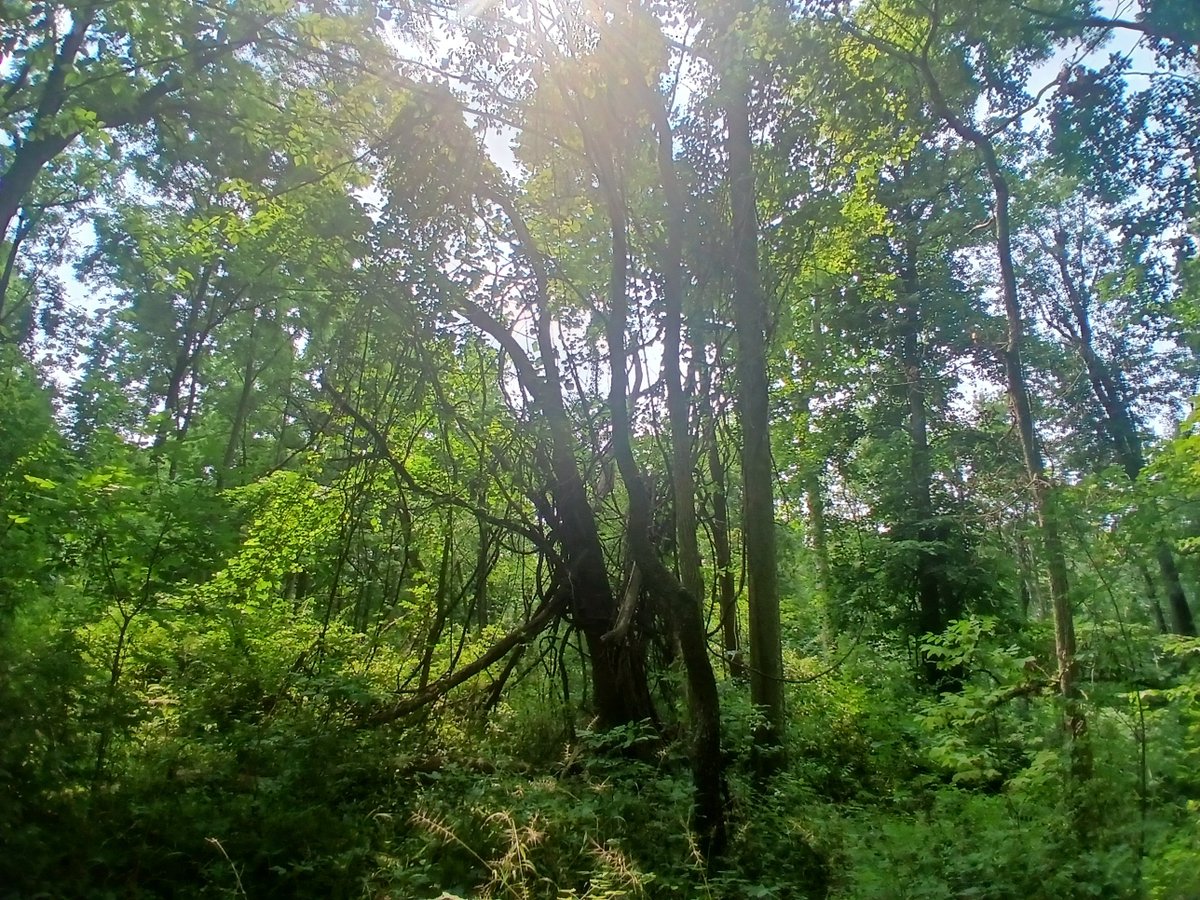 JaredWMatthews's tweet photo. Out in nature throwing discs at trees with Alex Gigax. #StupidTree https://t.co/36GqwZJeTJ