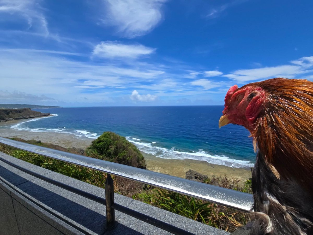 LOfndnUtstj7z8V's tweet photo. クックハウスはこの崖の内側
海がすぐ側で海の音も聞こえて
塩害も酷いのに
少し外に出ないと見えない。 https://t.co/zspRXPiYHo