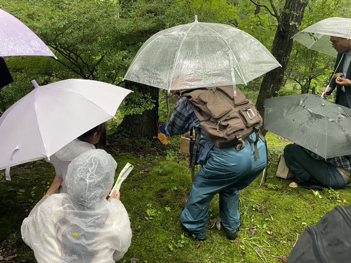 ouse_park's tweet photo. 7/27
おはようございます！昨日開催しました「夏のきのこを探そう」です。大雨のかなでのキノコ狩りでしたが、ここのところの雨のおかげでたくさんのキノコを見つけることができました！
秋のきのこは９月２７日の予定ですよ！受付は８月２７日からです。 https://t.co/OECqxhVGFl