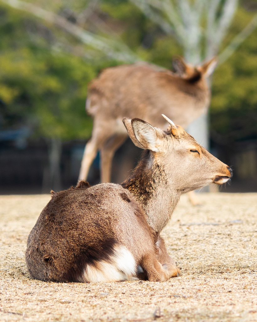naragoods_ok2's tweet photo. こんにちは!
週の始まりけつ曜日(月曜日)
過去の写真より
まどろんでいる若鹿さんのお尻🍑
#岡村印刷 #奈良 #NARA #NARAグッズ #奈良が好き #奈良観光 #わたしは奈良派 #Japan #deerbutt #奈良の鹿 #鹿ケツ #鹿のおしり #けつようび #ケツ曜日 #奈良の鹿を守りたい https://t.co/BY3Z89PqqS