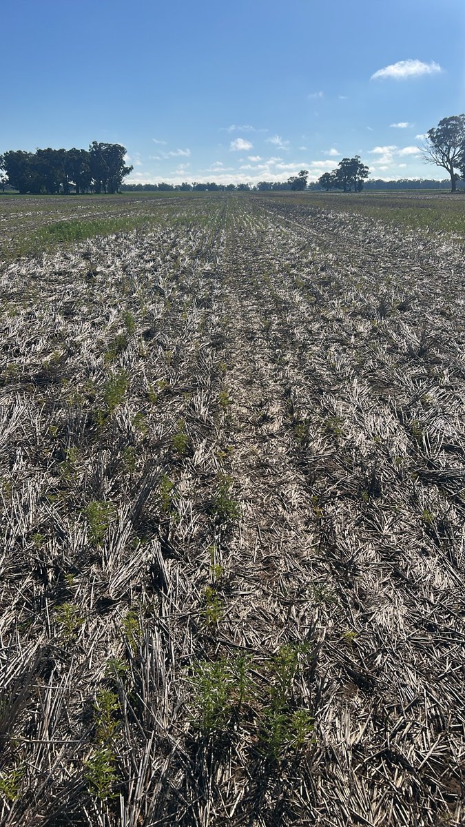 coorongpark's tweet photo. Trying to decide what to do with a failed lupin crop sow something to fatten lambs on but what to sow 🤔 won’t be sowing it for another 8 days or go for another crop to harvest 🤷‍♂️ any ideas https://t.co/fHRhyFWIke