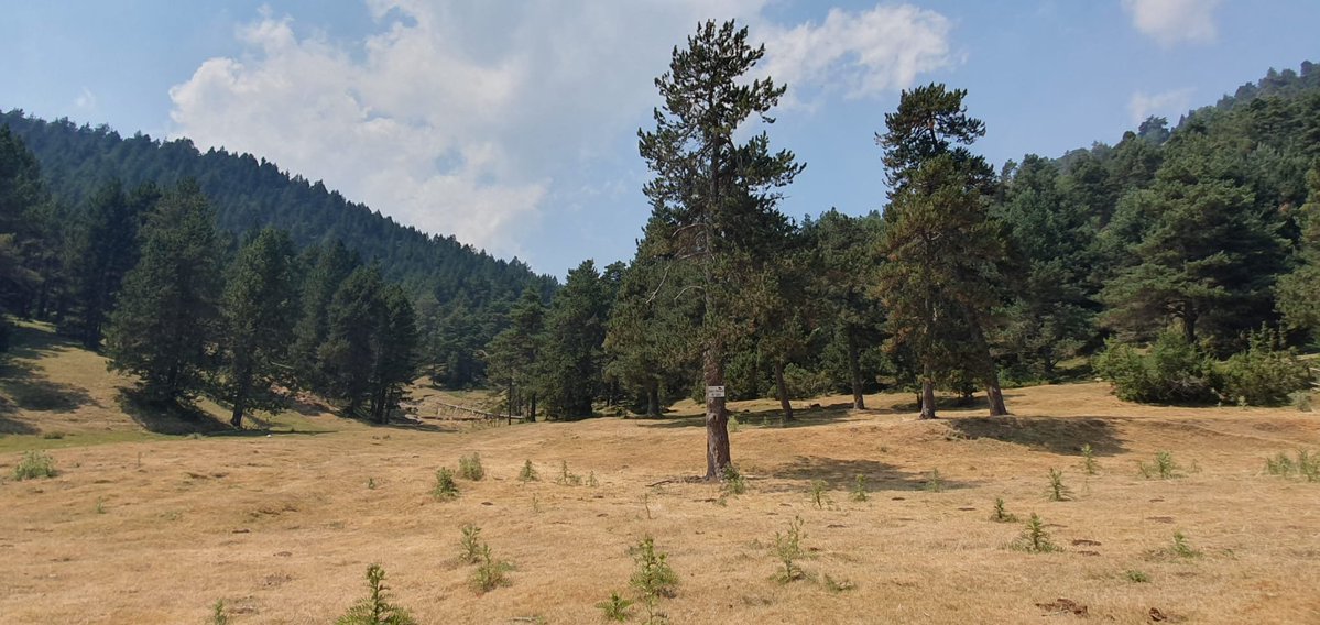 AleixSerraUro's tweet photo. Els pantans tenen aigua (encara >80%) i no es parla de sequera, però un mes i mig sense pluja combinat amb el juliol més calorós de les nostres vides han deixat el Prepirineu torrat com poques vegades.

📷Rasos de Peguera (1.750 m), on estiu normalment vol dir verdor #Berguedà https://t.co/J1eDhgu1bb