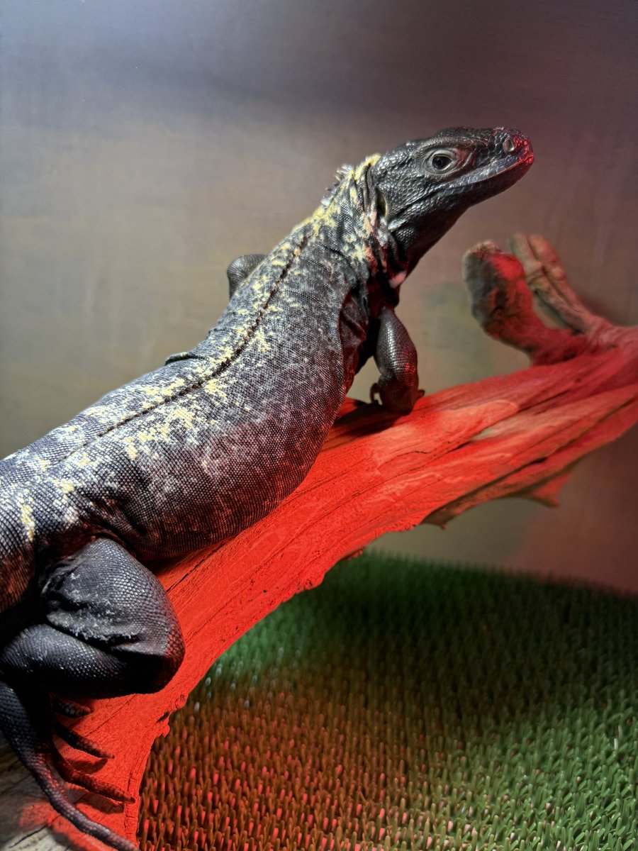 james_uromastyx's tweet photo. 先日の埼玉のイベントにてお迎えしたパンダパイドトゲオイグアナ♂
お迎えして2日目でダニを見つけて家族大パニック💦
しかしよく見ると♀にも見えなくない。。。 https://t.co/u4fduGBhL7