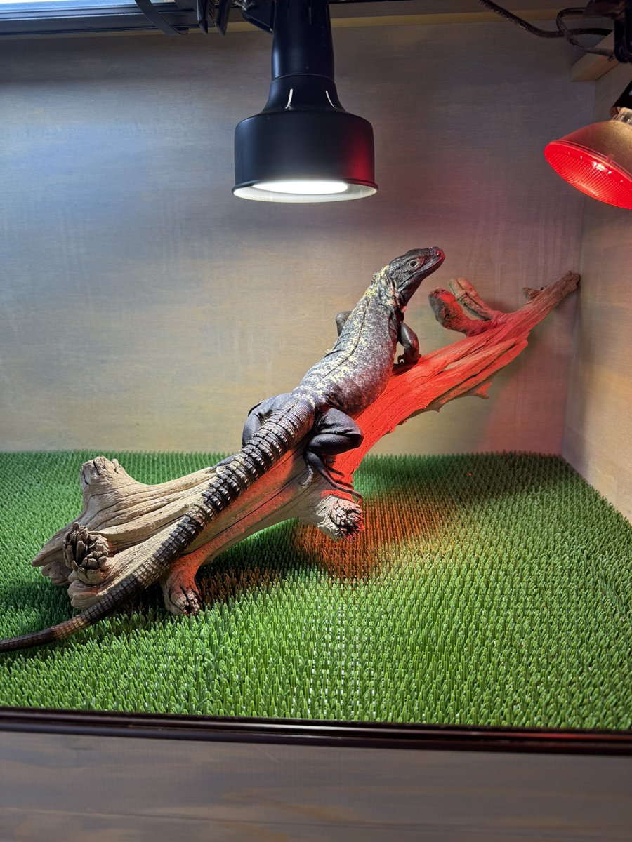 james_uromastyx's tweet photo. 先日の埼玉のイベントにてお迎えしたパンダパイドトゲオイグアナ♂
お迎えして2日目でダニを見つけて家族大パニック💦
しかしよく見ると♀にも見えなくない。。。 https://t.co/u4fduGBhL7