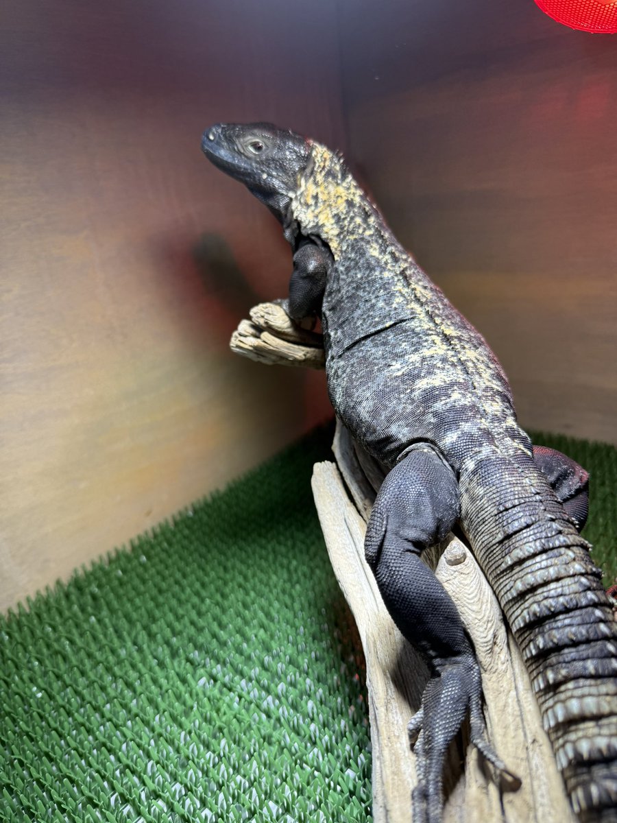 james_uromastyx's tweet photo. 先日の埼玉のイベントにてお迎えしたパンダパイドトゲオイグアナ♂
お迎えして2日目でダニを見つけて家族大パニック💦
しかしよく見ると♀にも見えなくない。。。 https://t.co/u4fduGBhL7