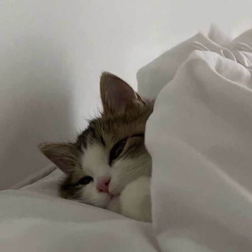 Cats_ooc's tweet photo. Mood https://t.co/ancLkHhfET