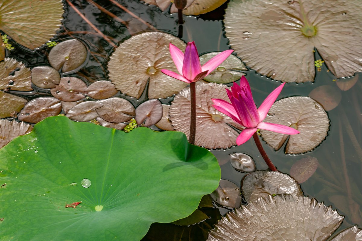 GDistortions's tweet photo. Pink waterlily and lilypad, from McKee Botanical Gardens
[27°36'26.9"N 80°22'56.6"W]
#waterlily #mckee #naturephotography #botanical https://t.co/2Z75ZVTJ87