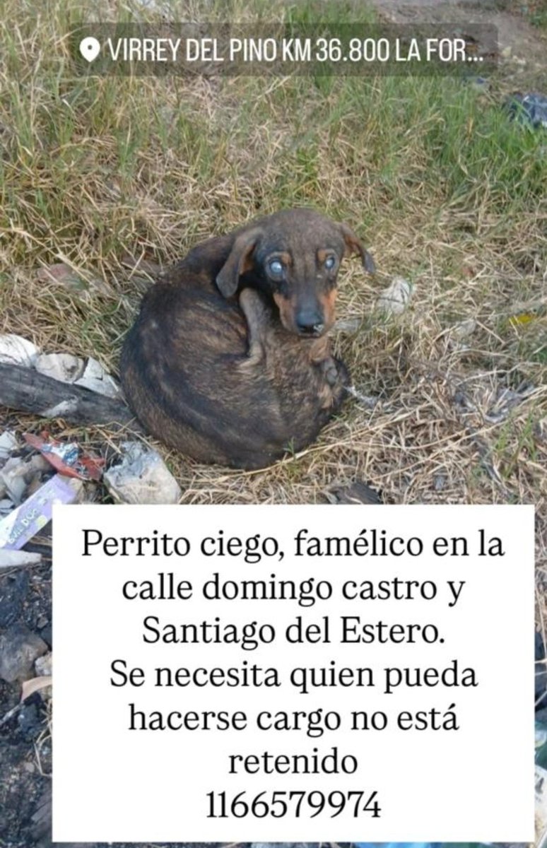 paraellostodo's tweet photo. Virrey del Pino  @lasrenatasok @mebolcomba @ComoNoAdorarlos @ComunicadoOpina @Tabyta201 @ALEXIANA777 @RaquelMait @jimenadequilmes @ArqueroSinManos https://t.co/odq7Ncb6gr