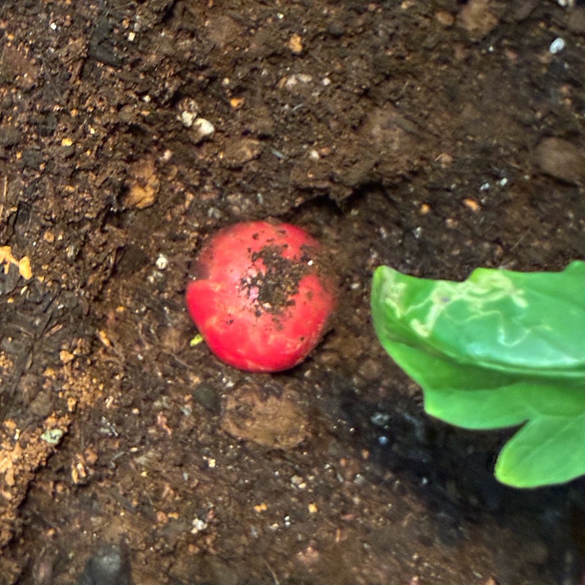 sora_trim's tweet photo. 土の中から突然こんにちは🍅 https://t.co/jrZyiTLTQz