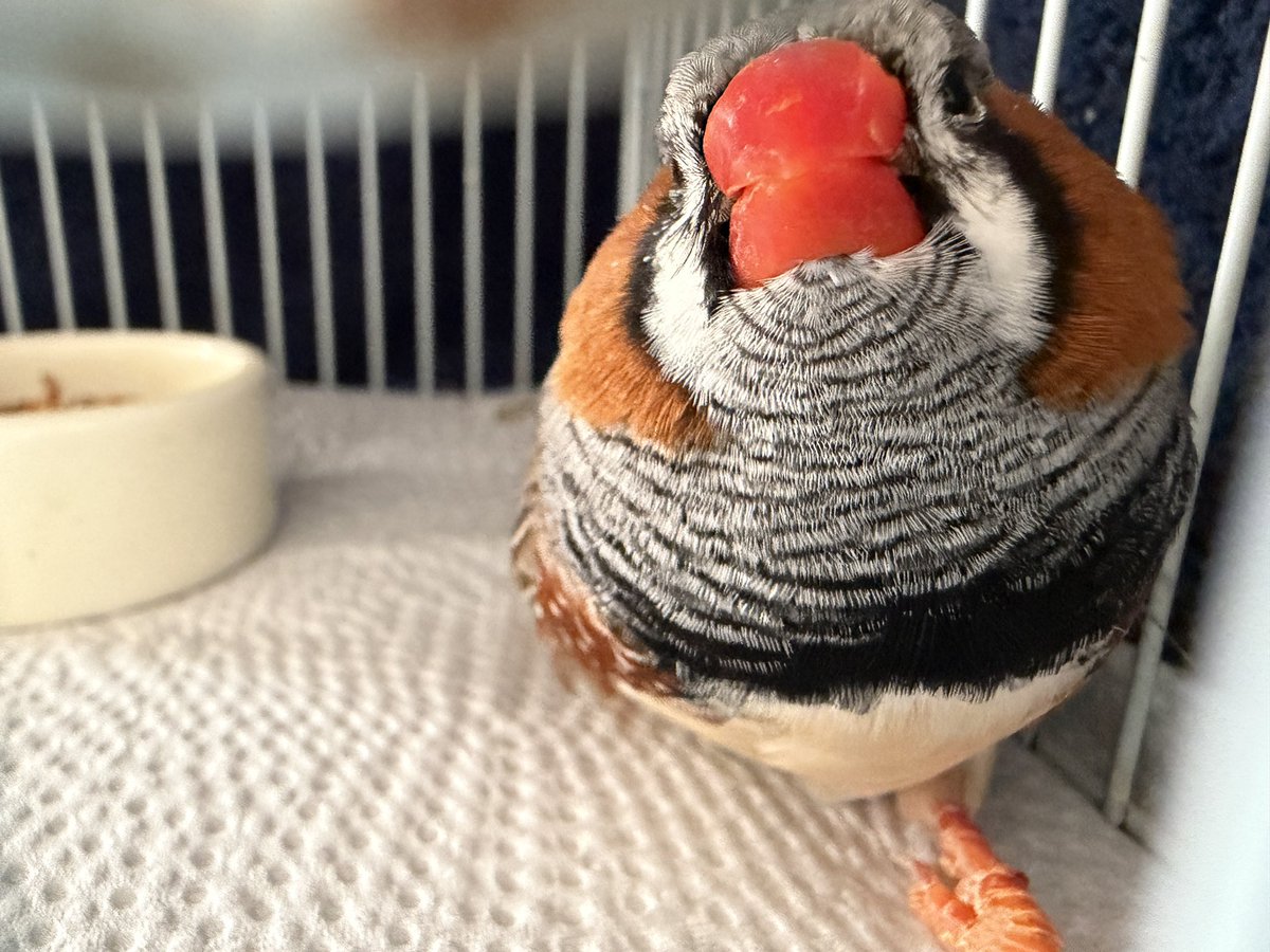 irohakaronn0913's tweet photo. 今日は飼い主が用事なのでお風呂入れる日でワクワクのベルちゃん https://t.co/48YJxJxlSY