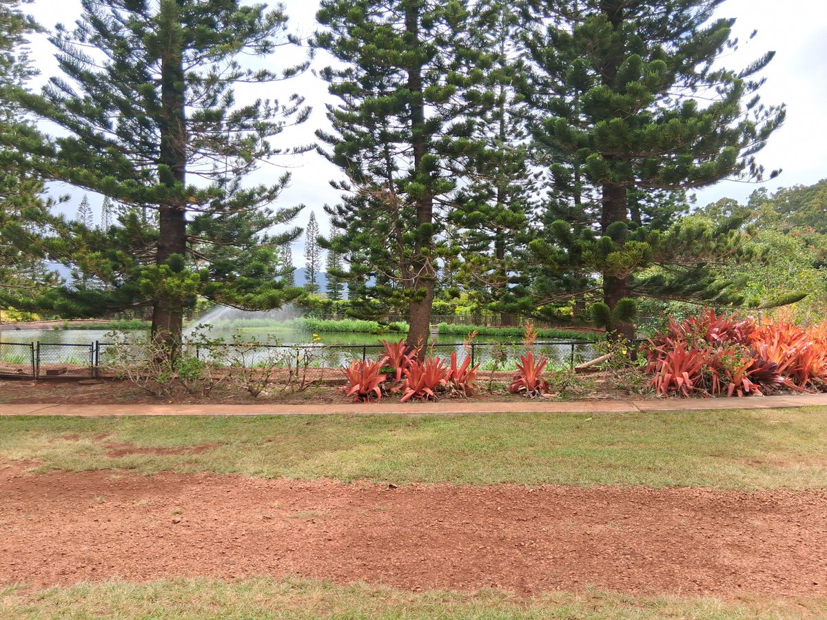 SJN305's tweet photo. Dole Plantation https://t.co/CUJ45FsQto