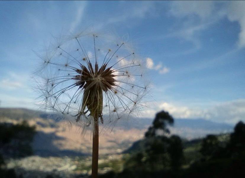 OlgaBarrientosP's tweet photo. #Domingo #dandelion  💚 https://t.co/xPY7nmNDnk