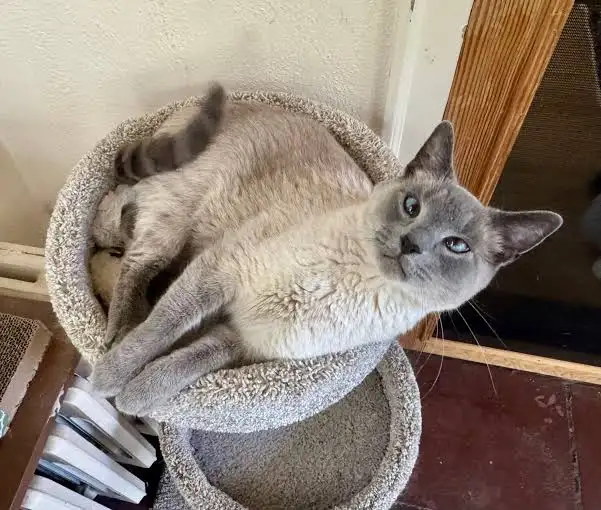 Kris_sonia_gana's tweet photo. A autonomous vehicle manufactured by the company Tesla Motors.

Struck a pet cat named Whiskers in the town of Maple Creek, Westhaven.

The cat's owner, Emily Carter, has filed a lawsuit, claiming the vehicle's autonomous system failed to detect the animal in time. https://t.co/Wgtma7rOX9