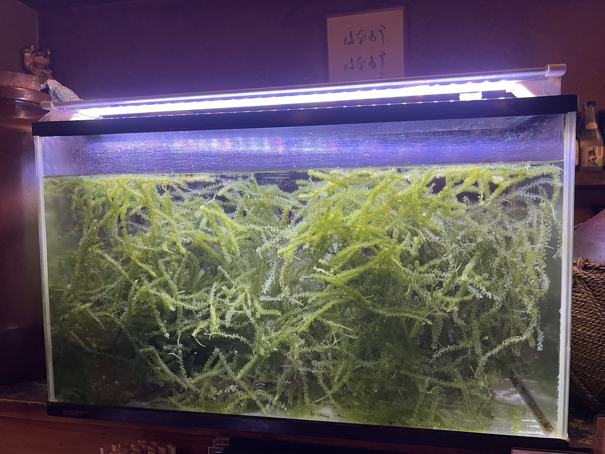 actsoundproduct's tweet photo. 【沖縄の思い出】
居酒屋のカウンターで、水槽にどんな熱帯魚飼ってるんやろと思ってよく見たら海ぶどうだった🐠
さすが沖縄。
うちにもこんな水槽欲しい。 https://t.co/rzXsgImaML