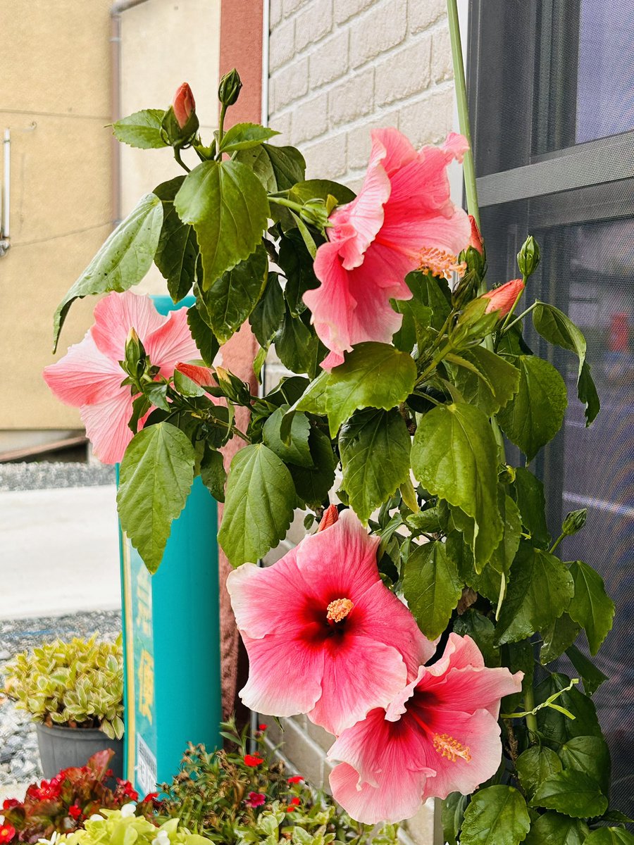 AzureRiko's tweet photo. ハイビスカス🌺の大輪が一気に４個開花👏😃　それぞれに好きな方を向いて咲いてるので正面が決めにくいけど店頭に飾ってみた
アブラムシが多くて店内には入れられない💦　洗っても酢や唐辛子🌶️を使っても駆除出来ない🤣
毎日が戦い❗️ https://t.co/WqpUmcTM4s