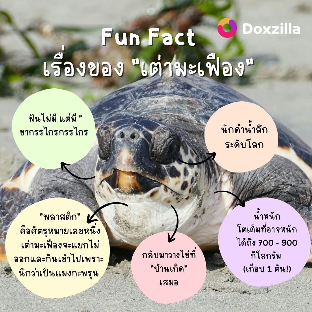 samrujlok's tweet photo. 🐢 เต่ามะเฟือง  ราชาแห่งมหาสมุทรที่ไร้เกราะแข็ง  โหลดแอพ Doxzilla เลยทั้ง ios และ Android  79 บาท ต่อเดือน จากปกติ 99 บาท  https://t.co/1UbkMWz4Et
@doxzillaworld https://t.co/dN3W9cvz1H