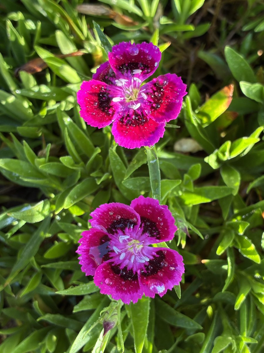 anemone🇯🇵 (@oRHYNkWVjZ26583) / Posts / X