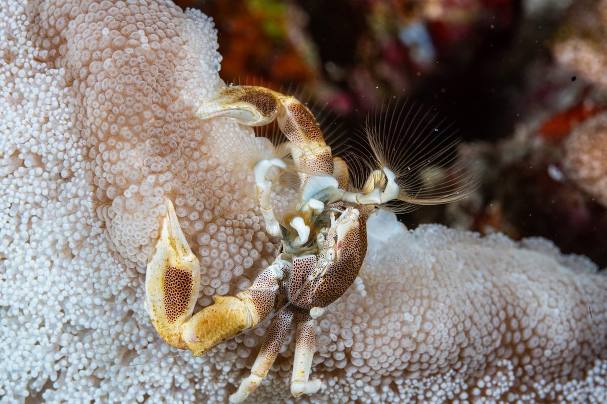 OceanDimensions's tweet photo. A porcelain crab in a carpet anemone in Maldives.
📸 IG user sklovak_sea_adventures
#anemone #crab #scuba #diving #scubadiving #maldives https://t.co/je3MpKffgR