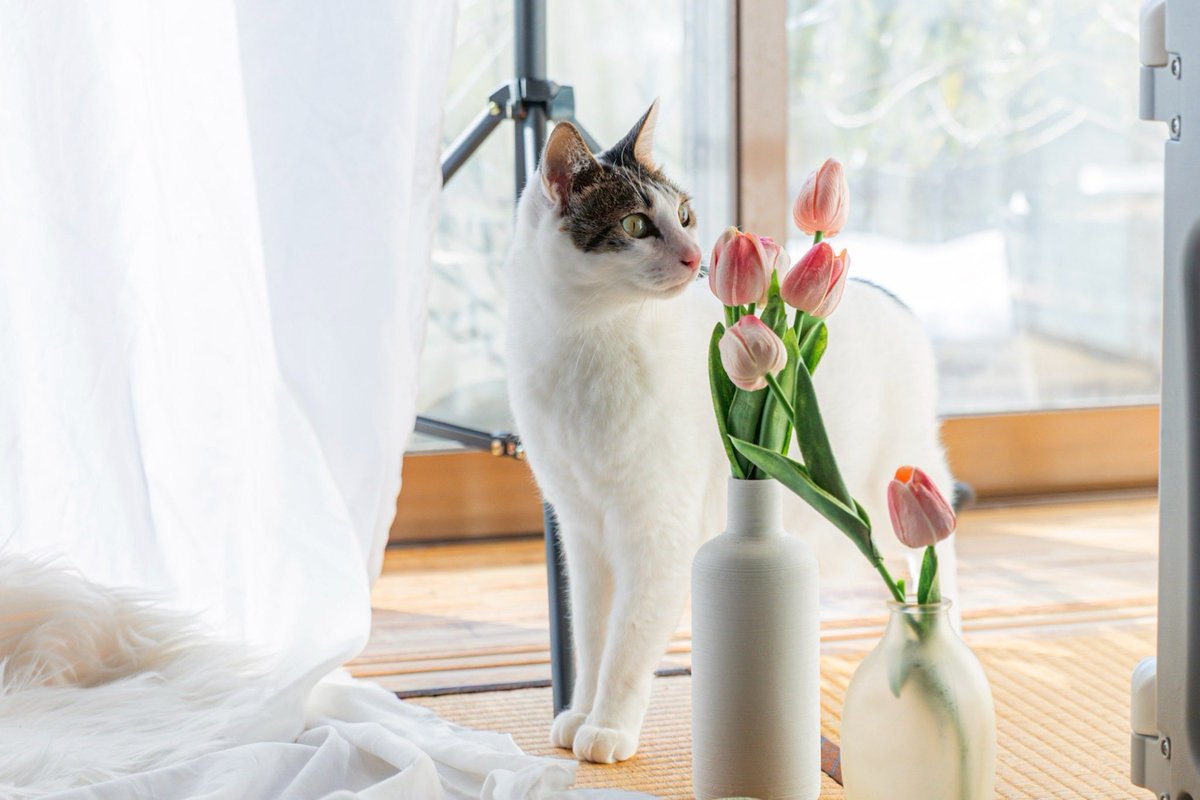 Cat_Designyer tweet picture