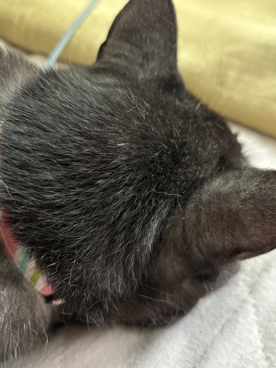 tango_tan's tweet photo. スマホ眺めてたらおちび猫が目の前にドスン！ゴロン！ https://t.co/qGs9oMPCWL