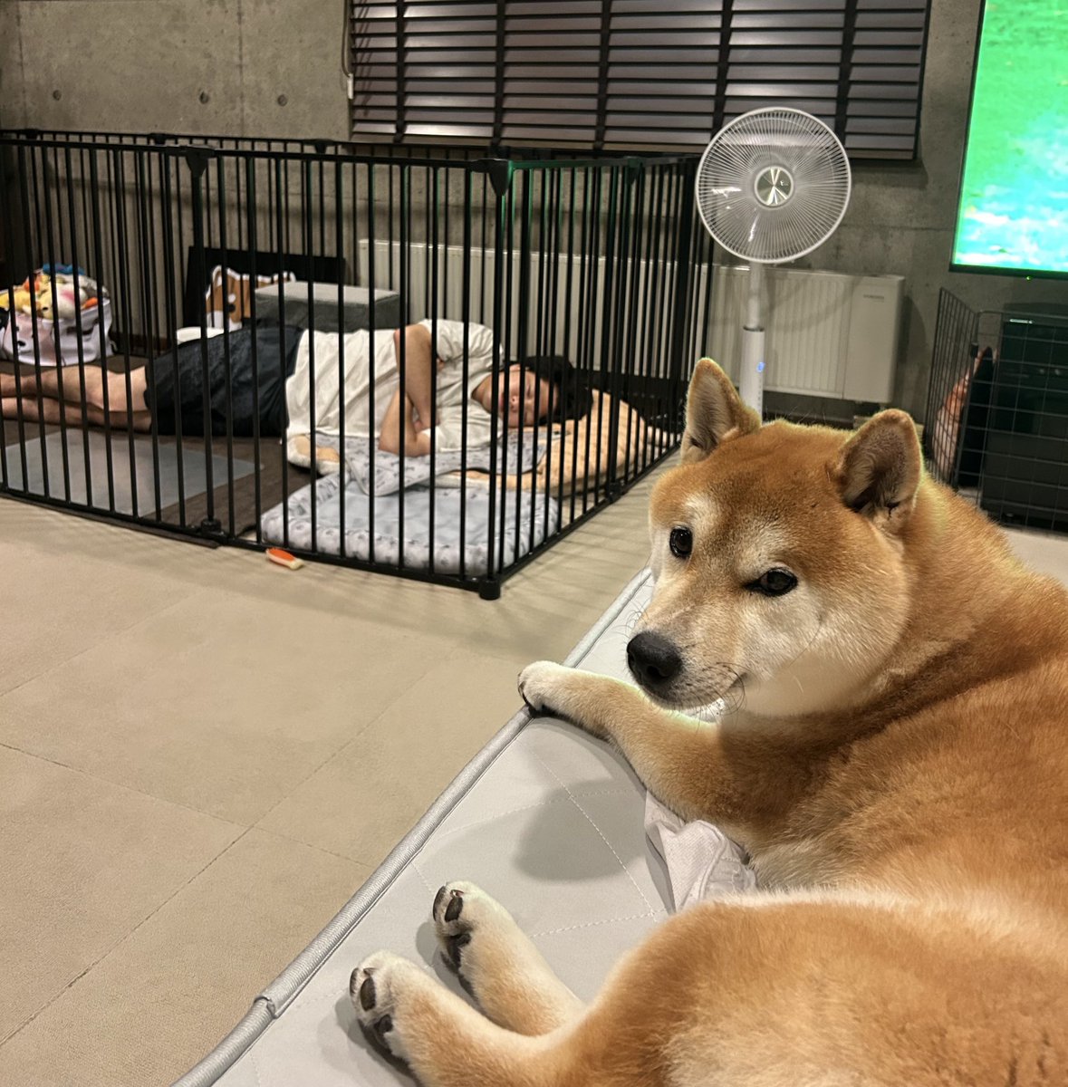 bicutcono1975's tweet photo. 俺昨日、犬のゲージの中で朝まで寝てたらしい https://t.co/UCdYzrjvxl
